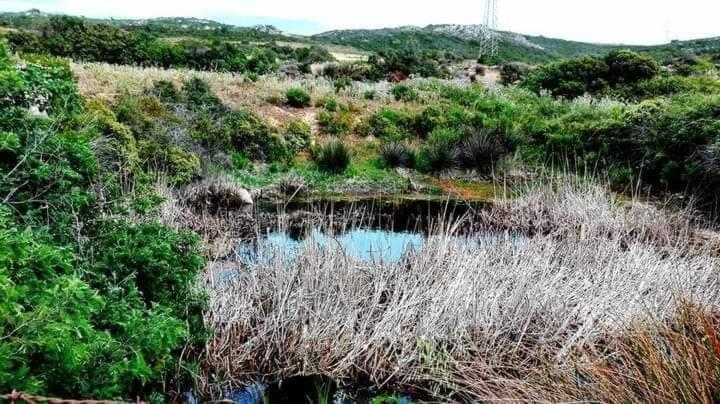 Gasthaus Eucaliptus Farm Retreat Santa Teresa Gallura Exterior foto